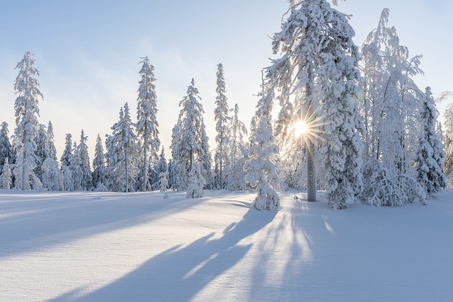 Vinter i skogen