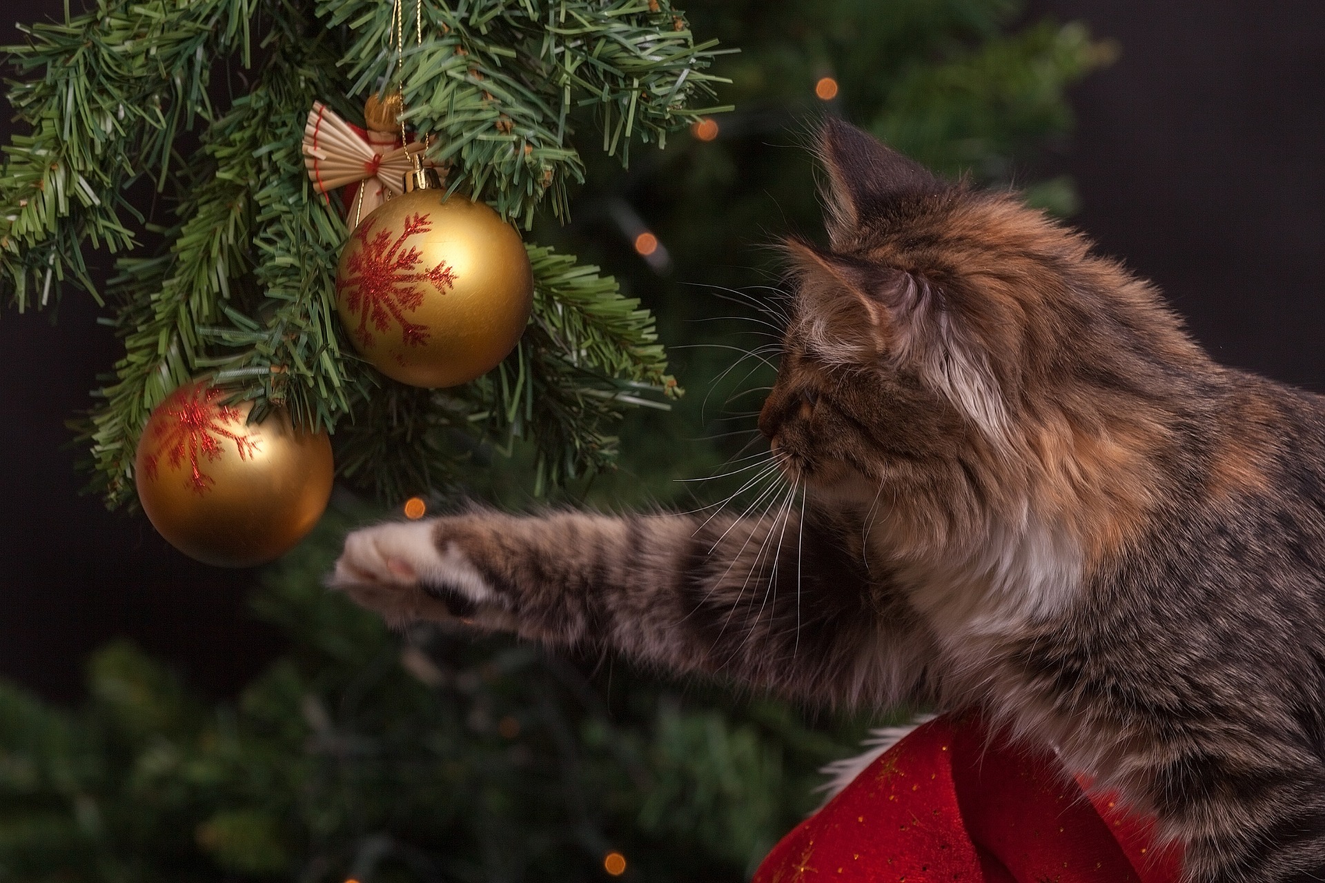 Pus med julekuler
