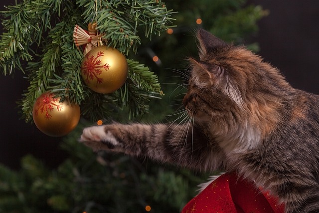 Pus med julekuler