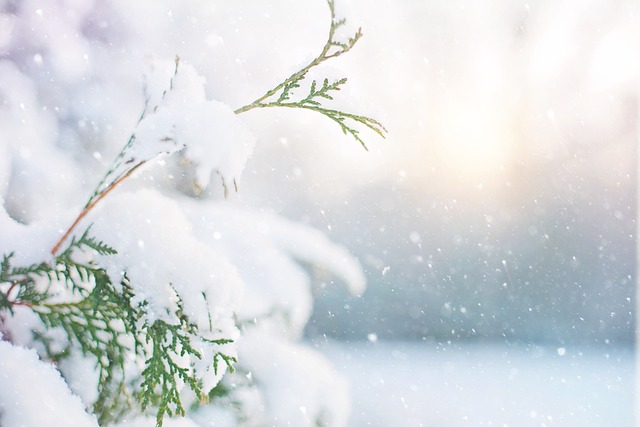 Snøfnugg i grantre